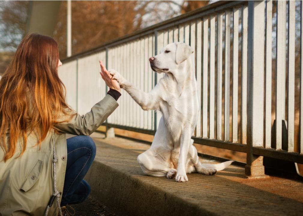 Make sure your dog is trained